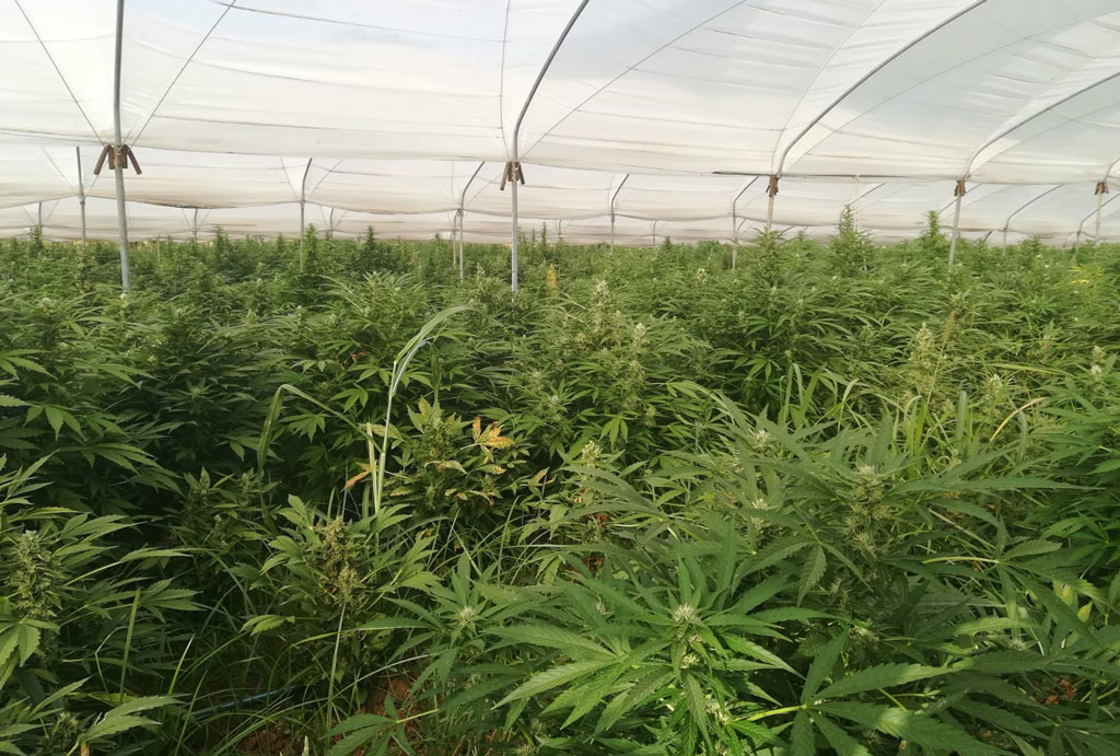 Operazione "Cannabis Farm": sequestrate oltre 89mila piante marijuana a Pizzo, 7 arresti