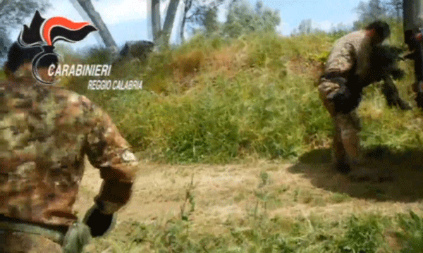 Maxi piantagione di canapa rinvenuta a Laureana di Borrello - VIDEO