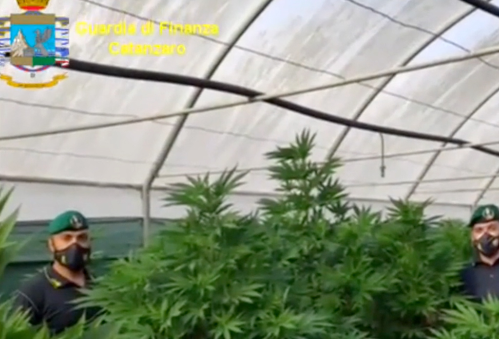 Lamezia, scoperta piantagione di marijuana: arrestato il proprietario - VIDEO