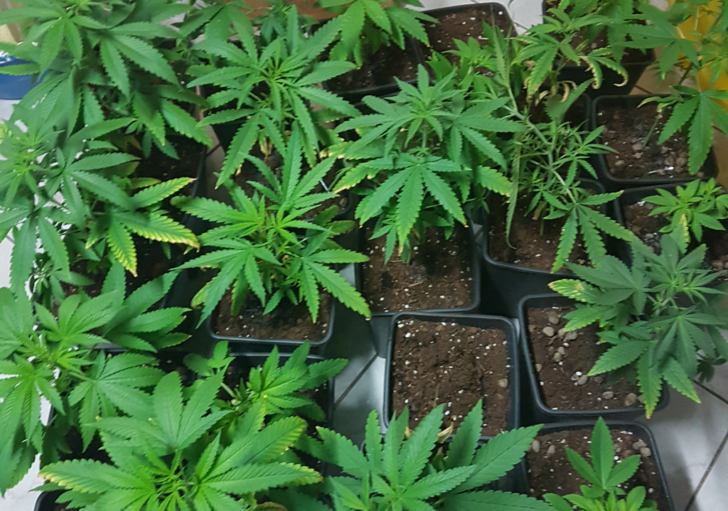 marijuana2-11042016-084452.jpg