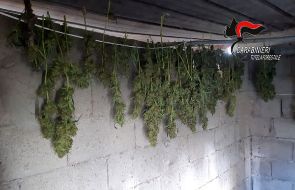 Lamezia, coltivavano marijuana in località Persicara: due denunce e sequestrate piante - VIDEO