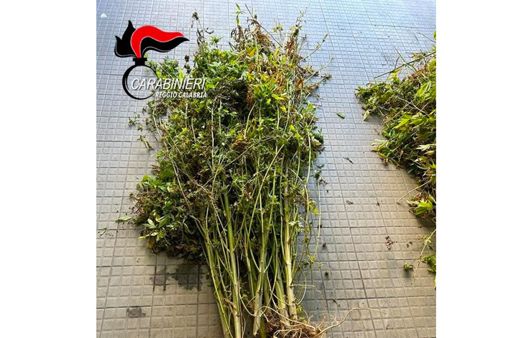 Rivenute circa 500 piante di marijuana a Reggio, distrutte