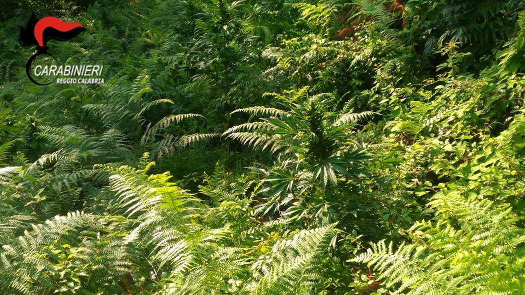 Piantagione di cannabis scoperta dai Carabinieri nel reggino