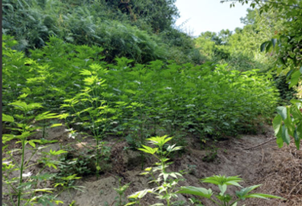 marijuana_97c53.jpg