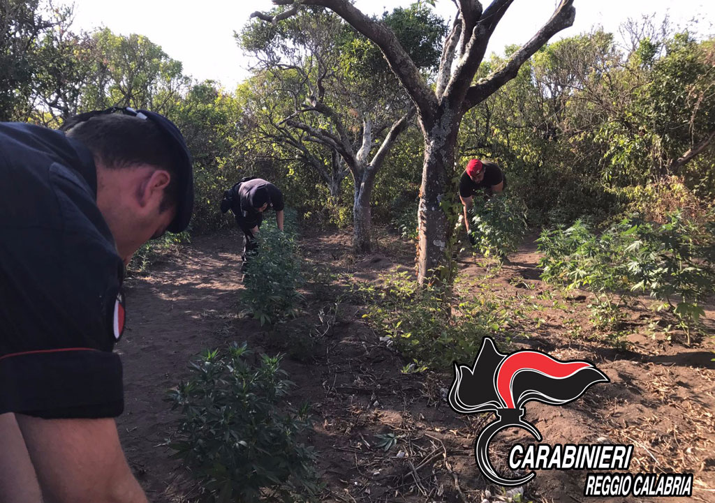 Trovata piantagione a Gioia Tauro, 400 piante marijuana in terreno abbandonato - VIDEO