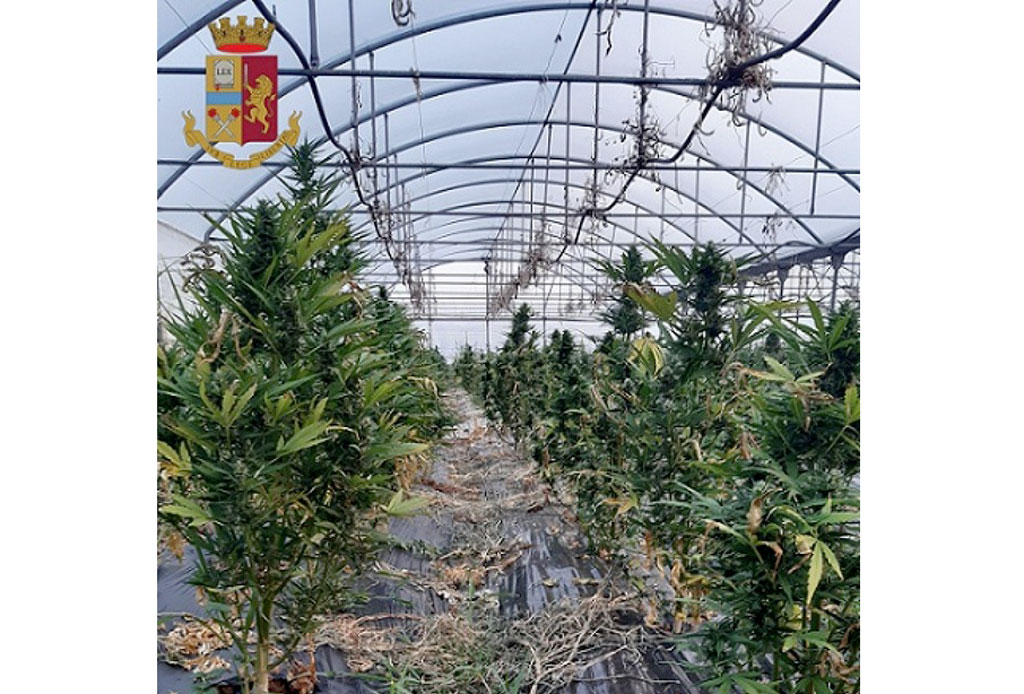 marijuana_c58a4.jpg