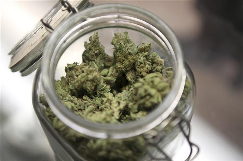 Bruno Bossio: "Sì della Camera a cannabis terapeutica, primo passo verso la legalizzazione"