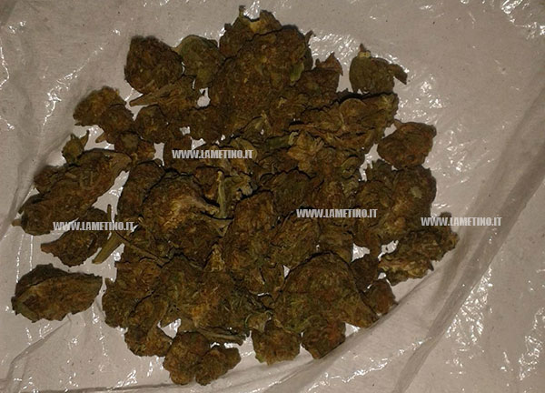 marijuana_falerna.jpg