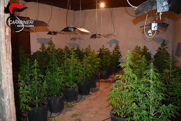 marijuana_piantagione.jpg
