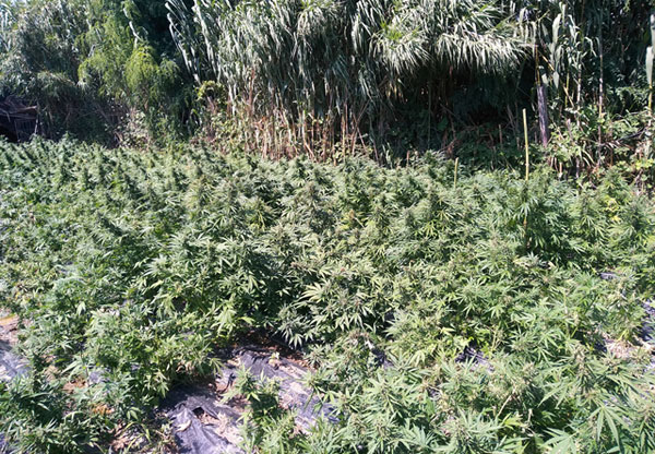 Scoperta piantagione marijuana nel reggino, due arresti
