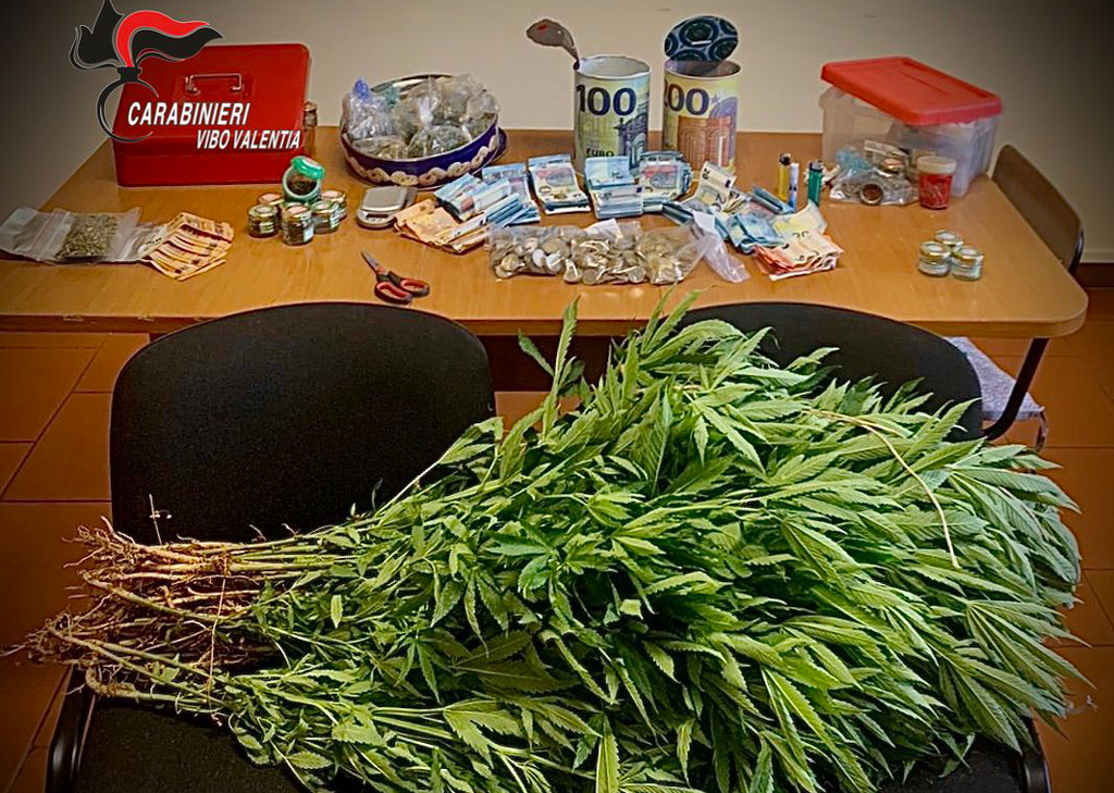 Scoperte piante di marijuana e oltre 5 mila euro nascosti in campagna, un arresto nel Vibonese