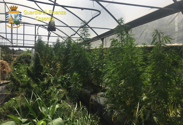 Sequestrati da Gdf oltre 800 kg di marijuana a Montegiordano
