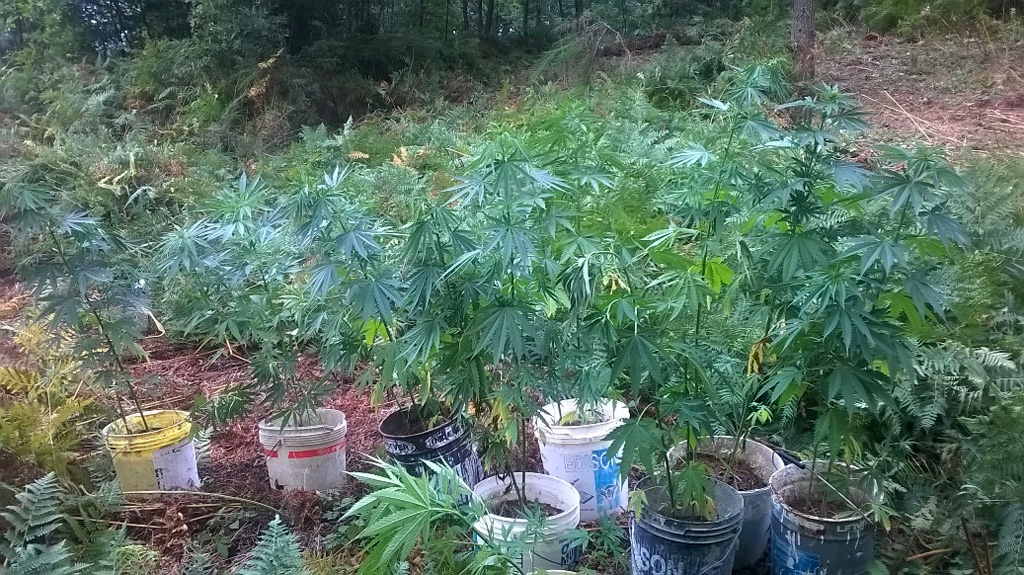 Scoperta altra piantagione di marijuana a Conflenti
