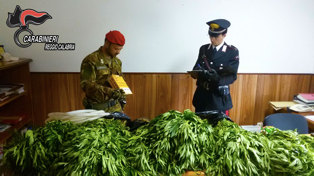 marjuana1.jpg
