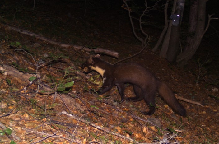 Parco Aspromonte: "Avvistamento martora indicatore di buona qualità dei nostri ecosistemi"