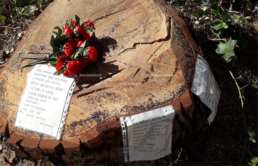 Lamezia, un fascio di rose per ricordare il pino abbattuto in via Indipendenza