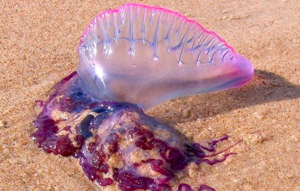 medusa-velenosa.jpg