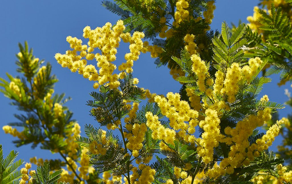 mimosa-giorno-della-donna.jpg