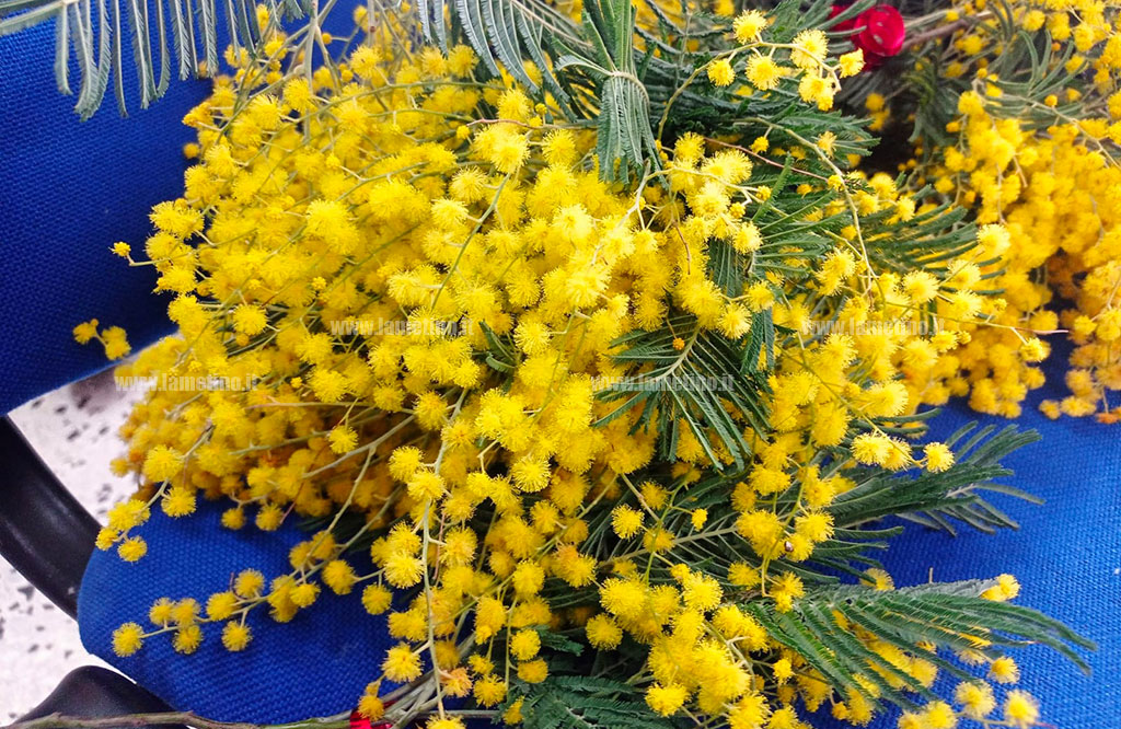 mimosa_247ed.jpg