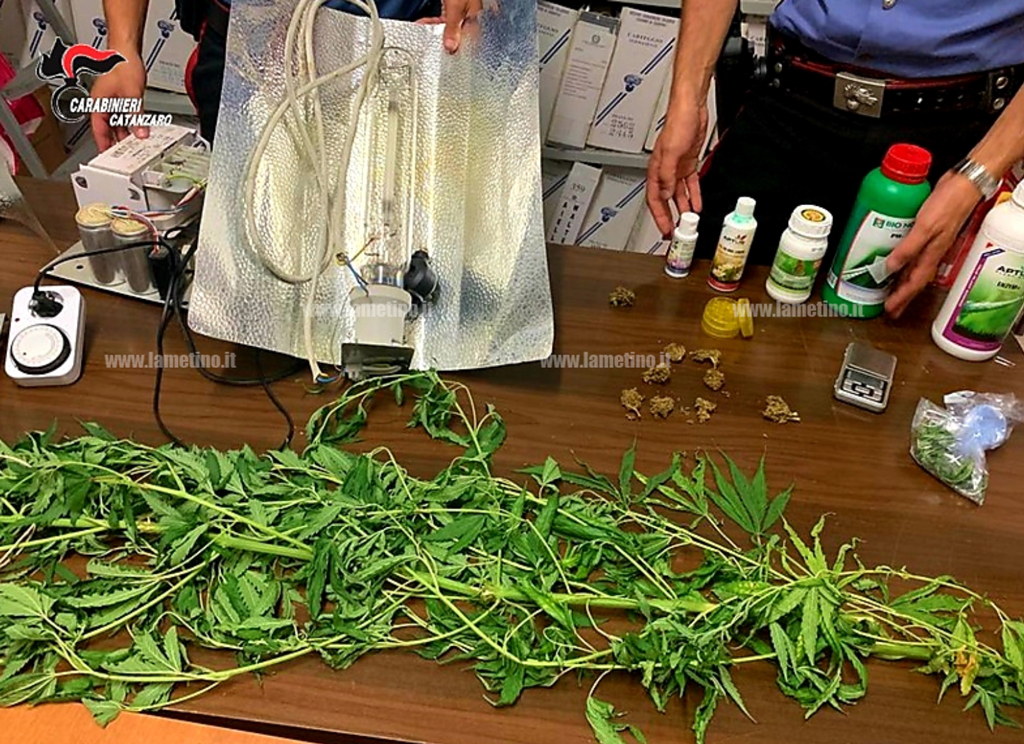 Scoperto mini laboratorio per coltivazione marijuana a Pianopoli: arrestato giovane