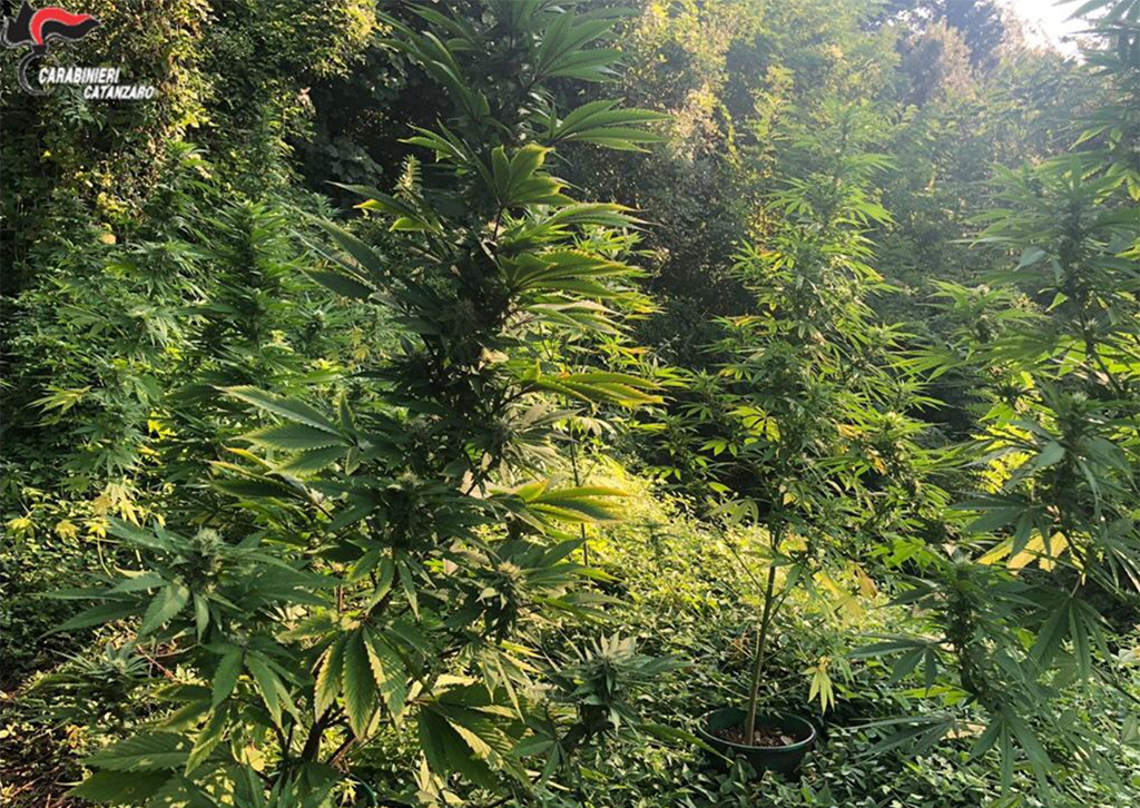 Lamezia, sorpreso ad innaffiare piantagione di marijuana in località Mitoio: arrestato 26enne 