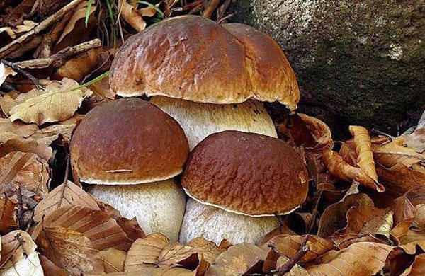 Tutto pronto per la 27esima mostra micologica a Platania