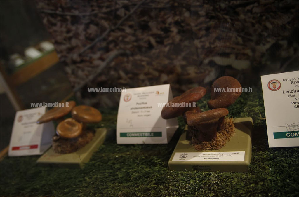 mostra-micologica-platania-211018-1.jpg