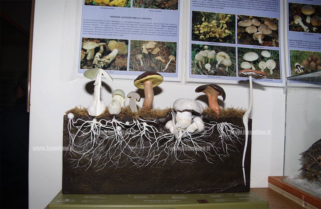 mostra-micologica-platania-211018-2.jpg