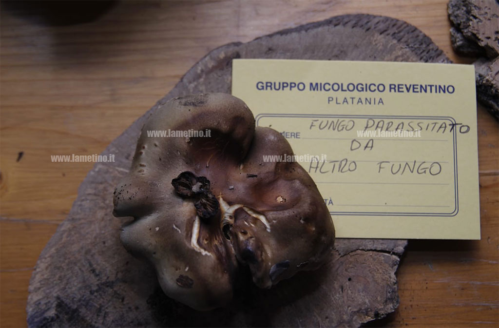 mostra-micologica-platania-211018-3.jpg