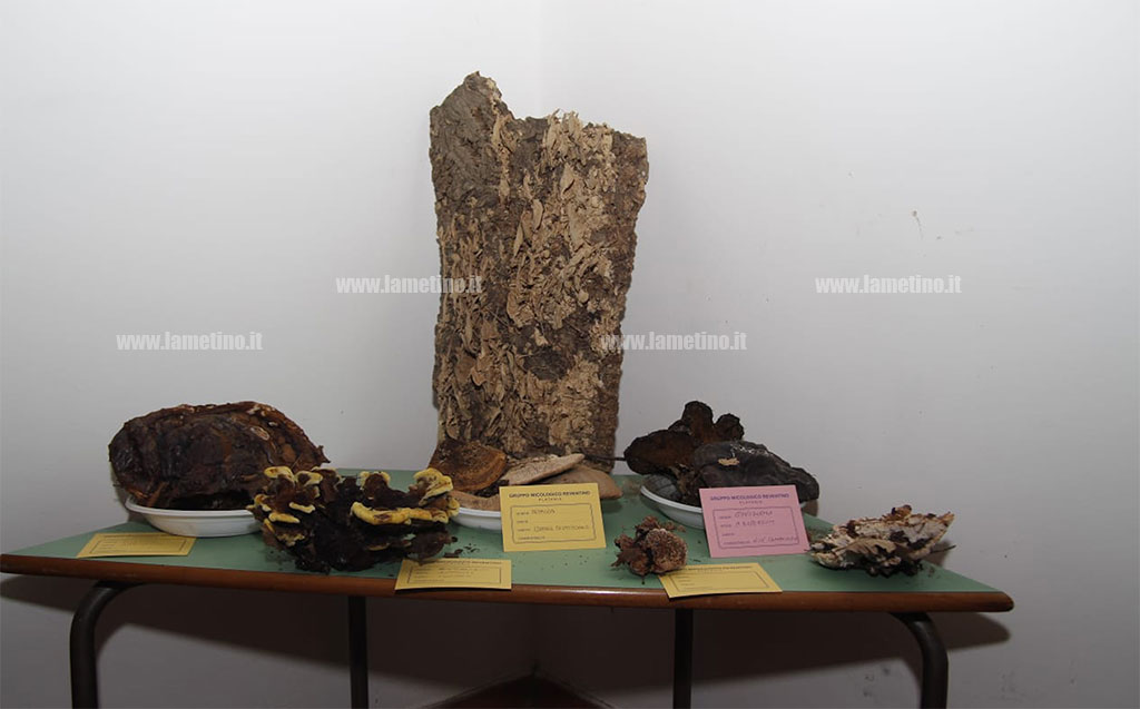 mostra-micologica-platania-211018-4.jpg