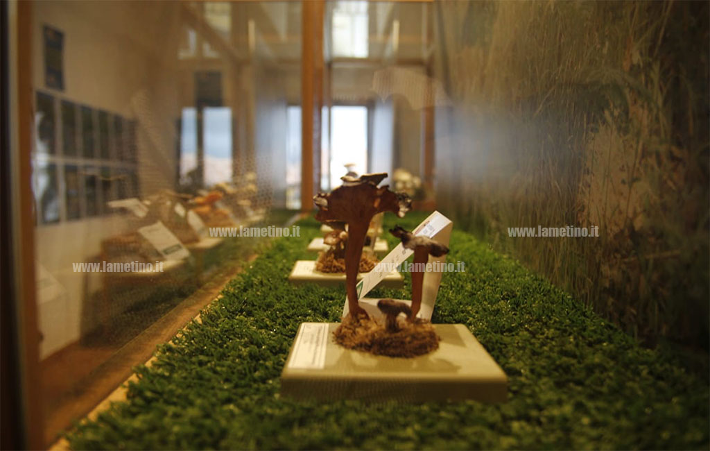mostra-micologica-platania-211018-5.jpg