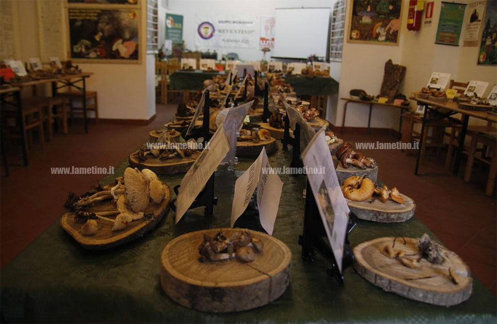 mostra-micologica-platania-211018-6.jpg