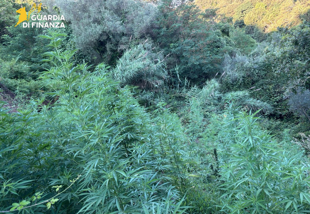 mrijuana-2025-07-09-alle-08.23.45_50755.jpg