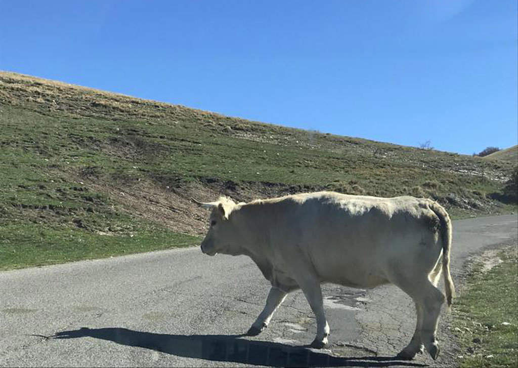 Mucca lo schiaccia in casolare, morto allevatore nel Vibonese