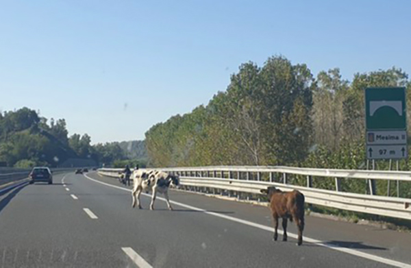 Mucche invadono l'A2 tra Mileto e Rosarno, pericoli e disagi alla circolazione