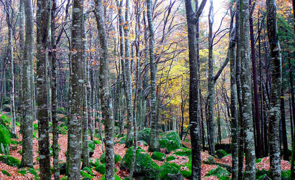 Lamezia, Gigliotti (Italia Nostra) e Dogliani (Difesa consumatori): "Salviamo l'umanità proteggendo la biodiversità"