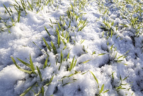 Coldiretti Calabria: crollo temperature di oltre 10 gradi, a rischio coltivazioni e ortaggi
