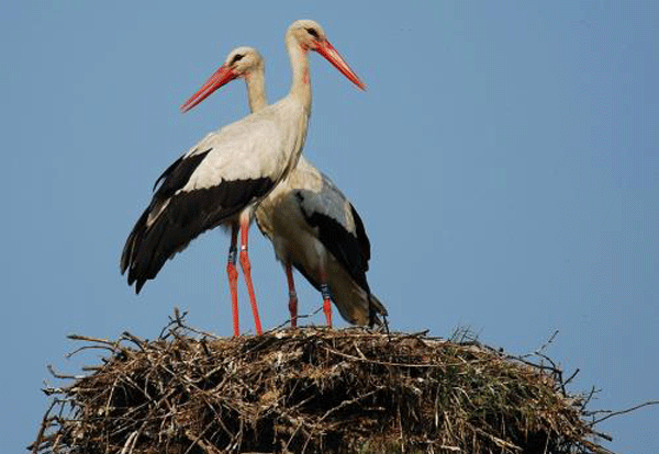 Lipu, aumentano coppie cicogne che nidificano in Calabria 