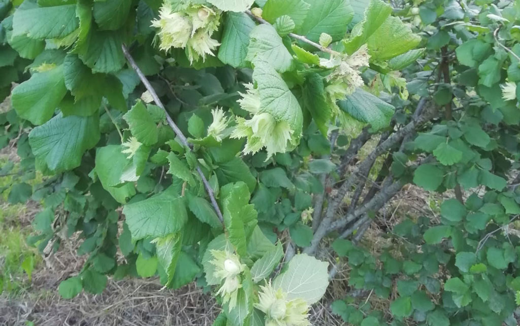 "Riprendere l'iter dell'Igp", la volontà dei produttori di nocciole dell'area di Cardinale e Torre di Ruggiero