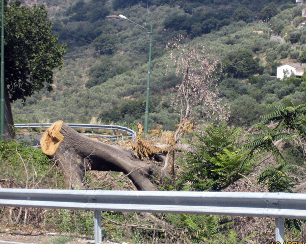 Nocera Terinese: Pd chiede spiegazioni a Giunta su potatura alberi secolari