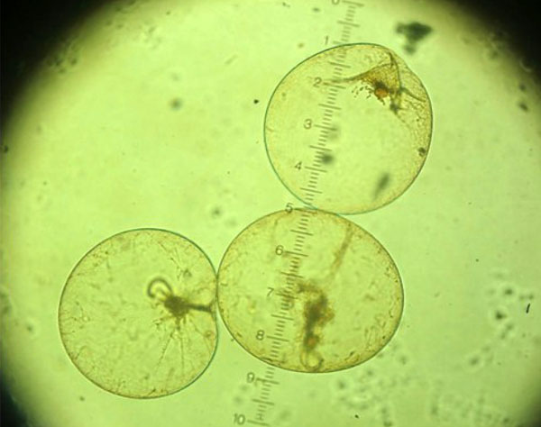 Individuata microalga nocticula scintillans nel mar Jonio