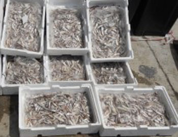 Calabria: Sequestrati 110 kg di novellame di triglia