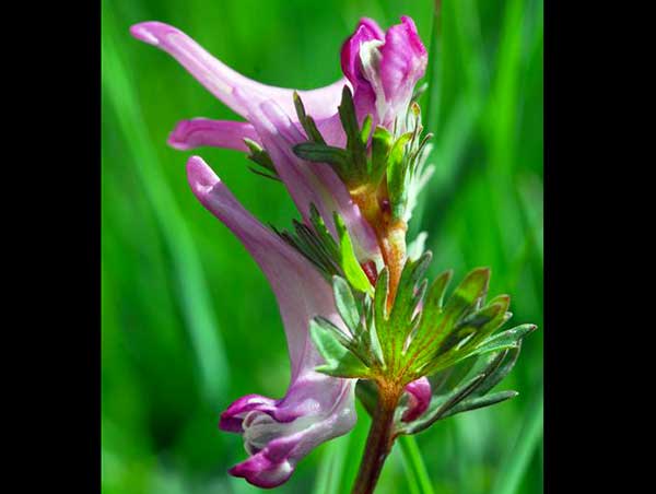 Scoperta nuova specie di pianta "Appennino", presente anche sul Pollino 