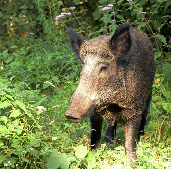 Calabria: Danni all'agricoltura causati da cinghiali nel vibonese