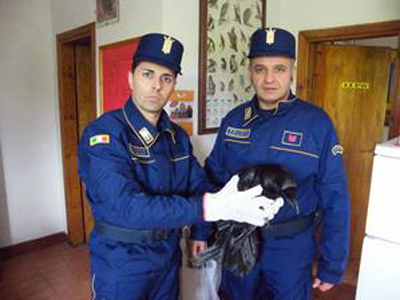 Calabria: Salvato esemplare di corvo reale ferito