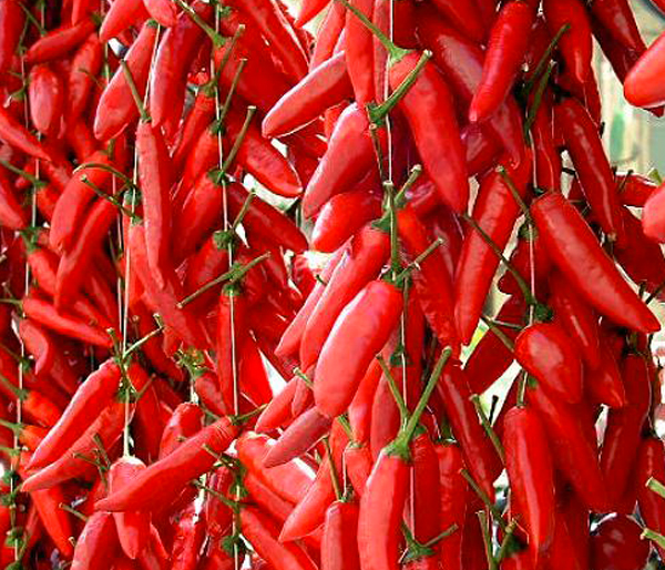 Sanremo: peperoncino calabrese protagonista a festival, sarà presente in diversi ristoranti 