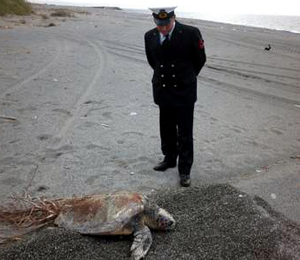 Calabria: Trovata carcassa di tartaruga su una spiaggia