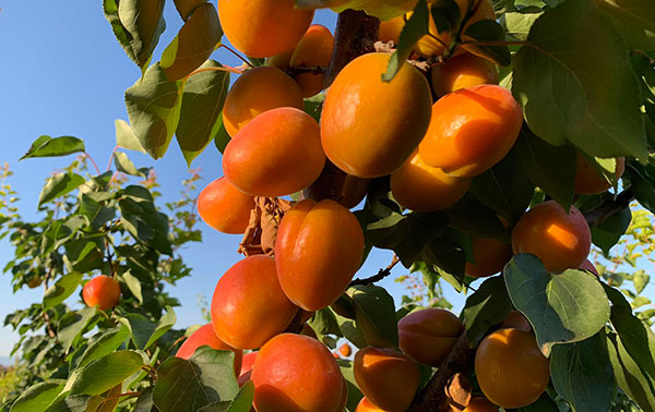 Coldiretti: troppo bassi i prezzi corrisposti ai produttori di albicocche, pesche e nettarine