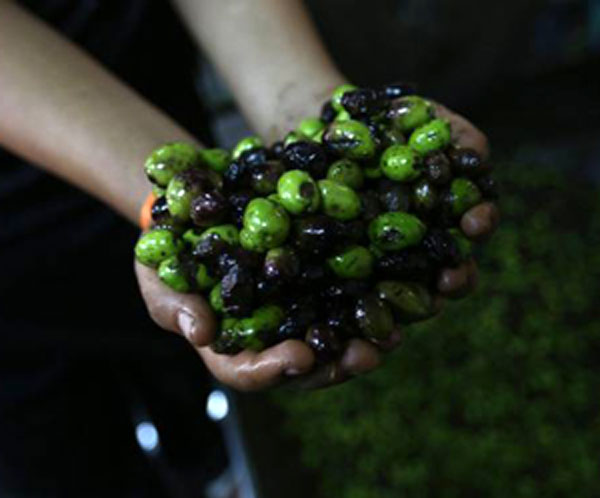 Rubano olive, quattro arresti a Corigliano Calabro