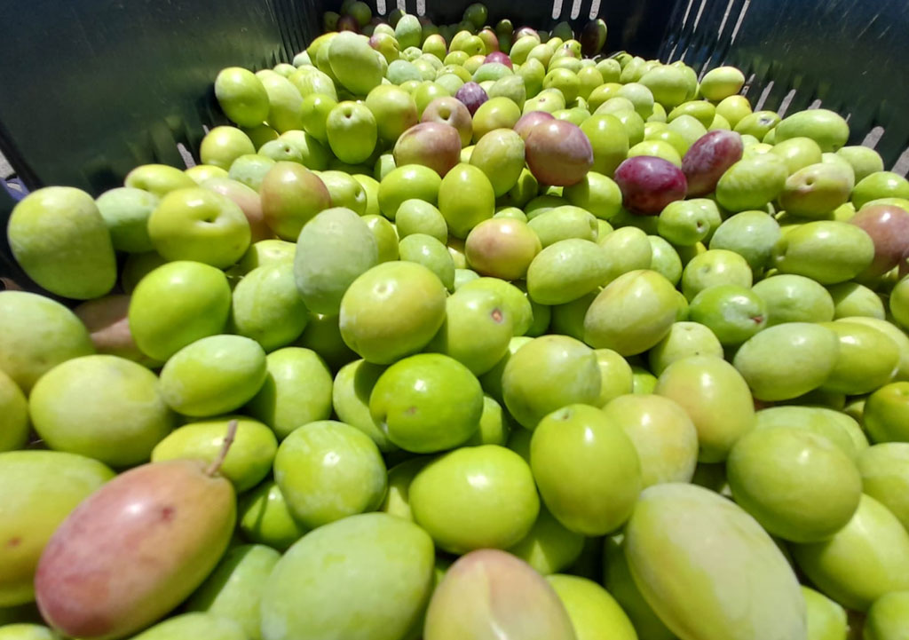 olive-20201.jpg